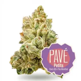 Pavé Petitos featured cannabis flower on the homepage of the best dispensary in washington dc.